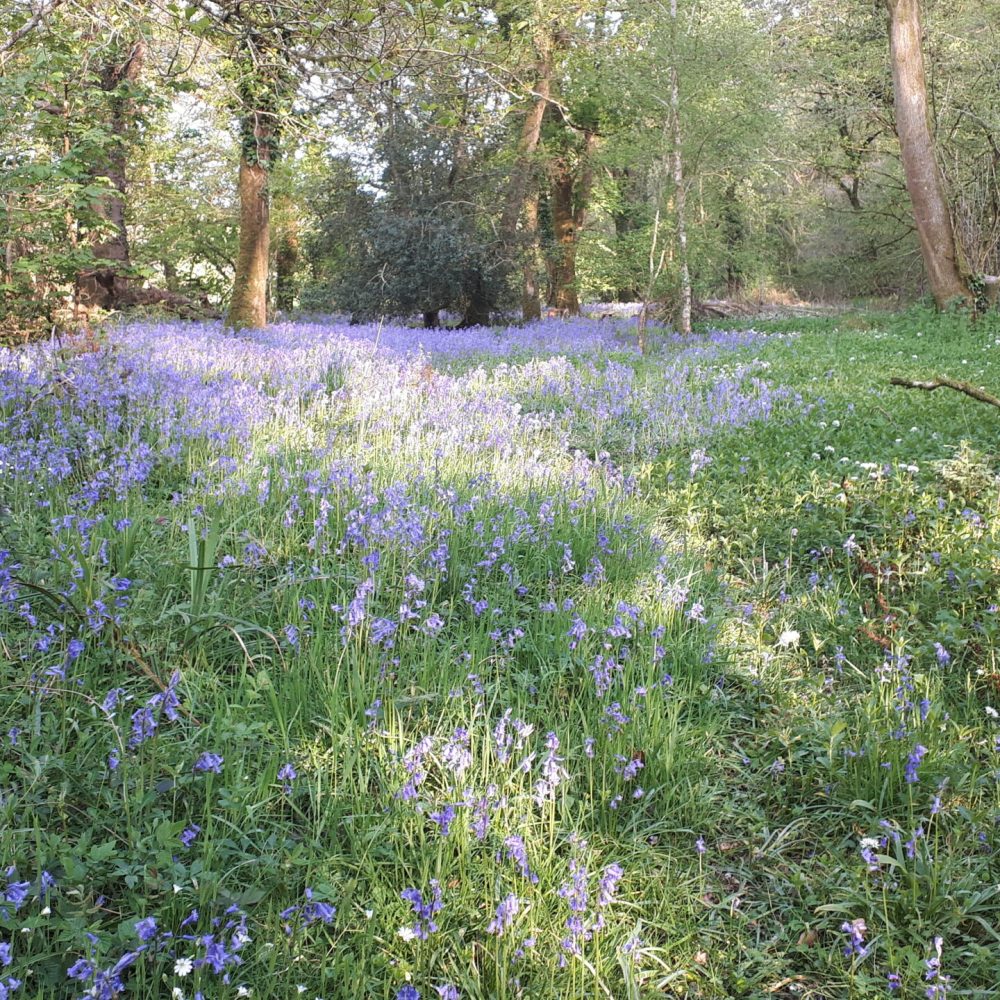 Bluebells May 2020