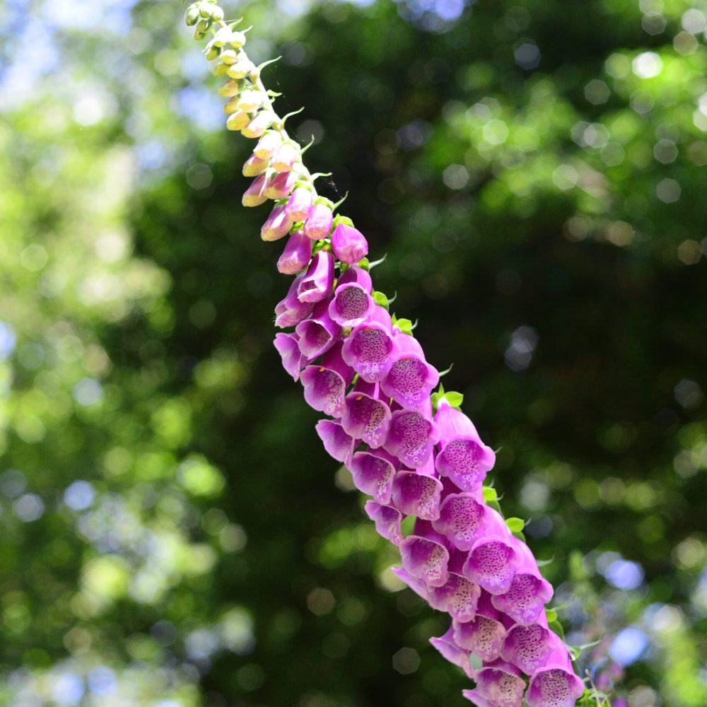 Wellbeing in Nature 4.07 (10)